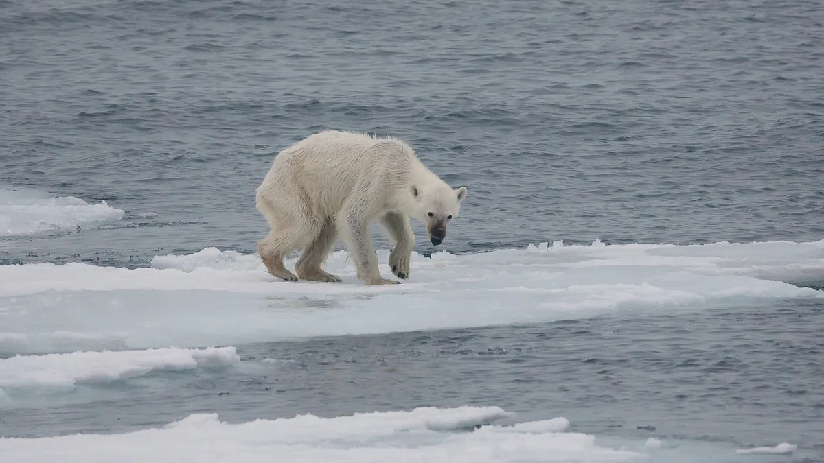 Polar